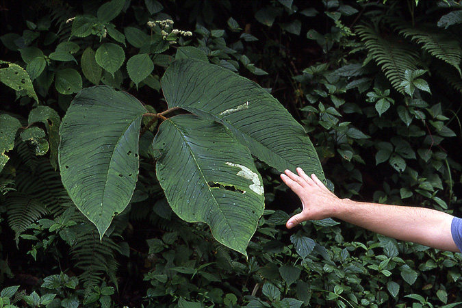Arisaema speciosum