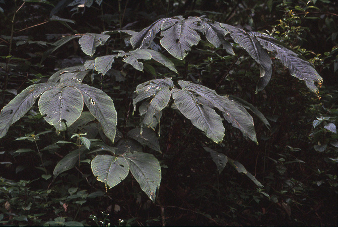 Arisaema speciosum