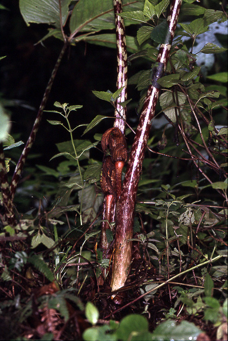 Arisaema speciosum