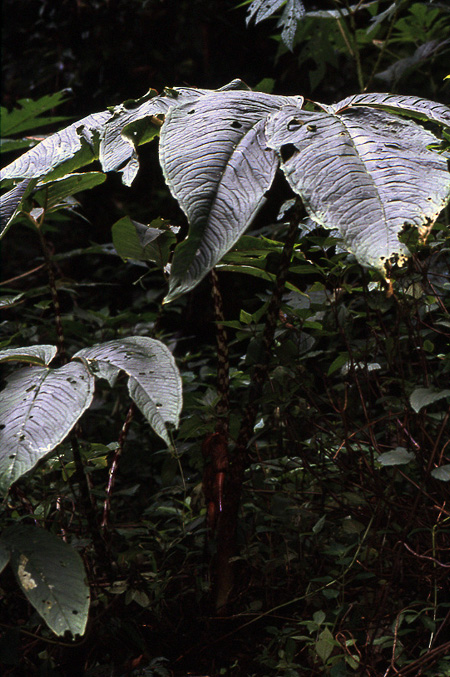 Arisaema speciosum