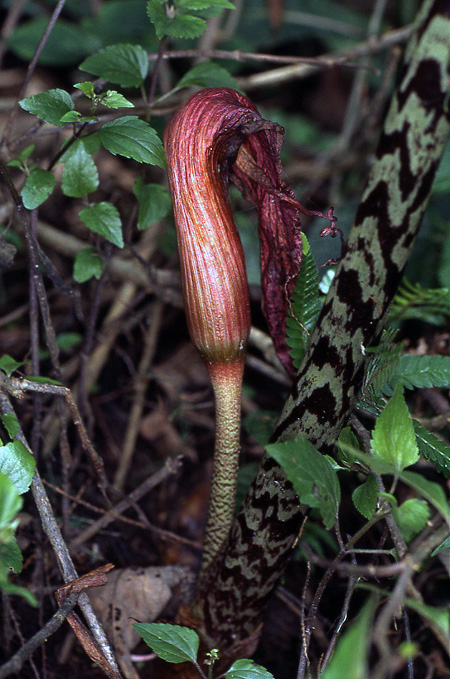 Arisaema speciosum