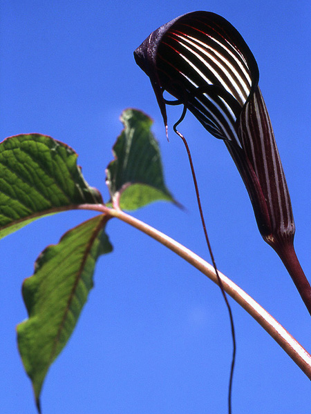 Arisaema speciosum