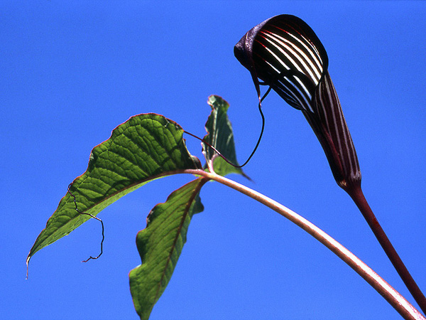 Arisaema speciosum