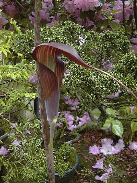Arisaema sukotaiense