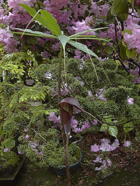 Arisaema sukotaiense
