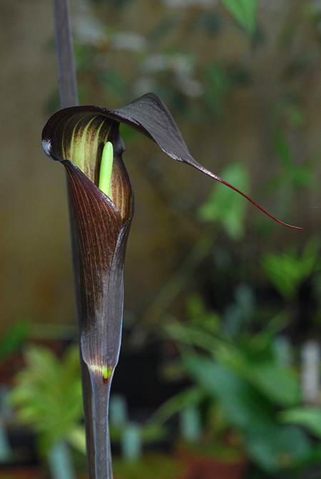 Arisaema sukotaiense
