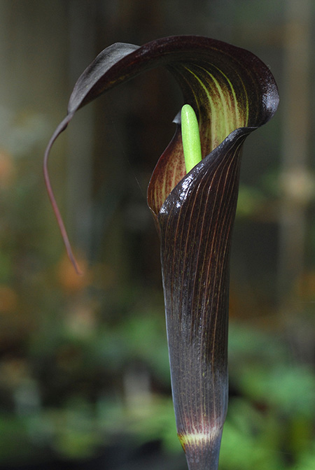 Arisaema sukotaiense