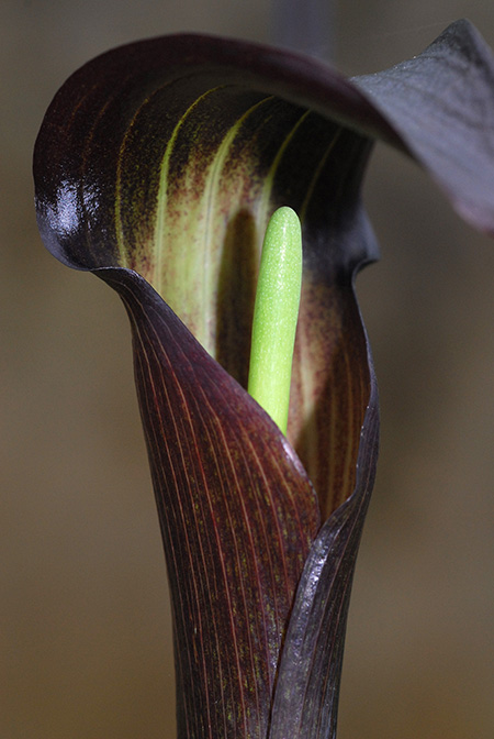 Arisaema sukotaiense
