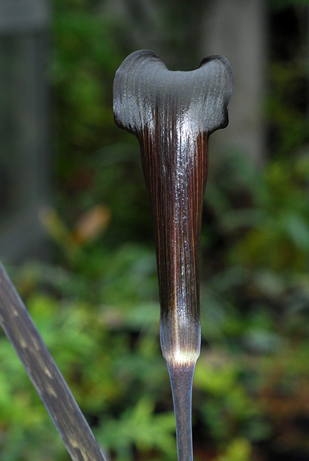 Arisaema sukotaiense