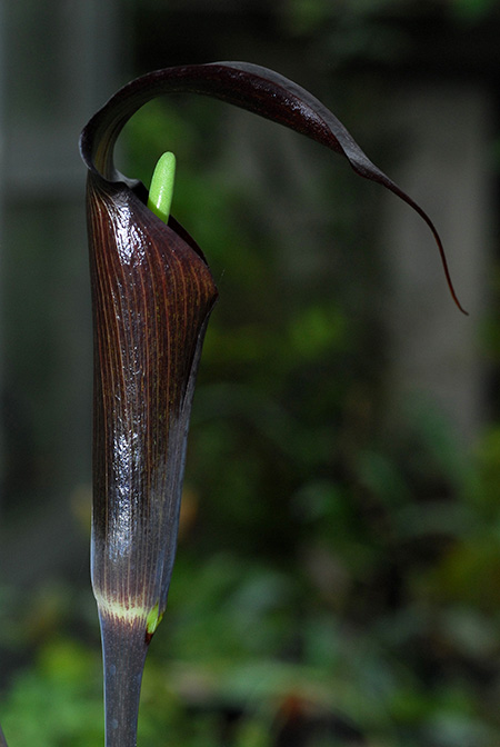 Arisaema sukotaiense