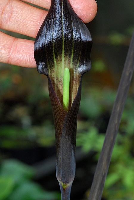 Arisaema sukotaiense