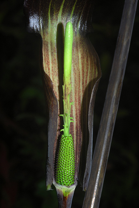 Arisaema sukotaiense