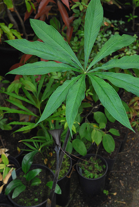 Arisaema sukotaiense