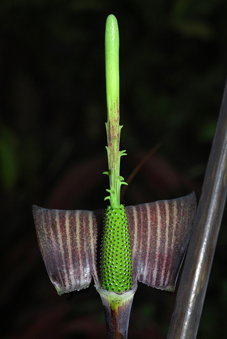 Arisaema sukotaiense