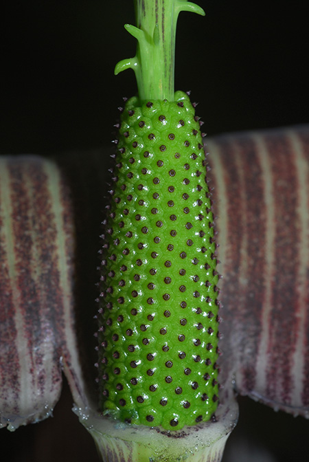 Arisaema sukotaiense