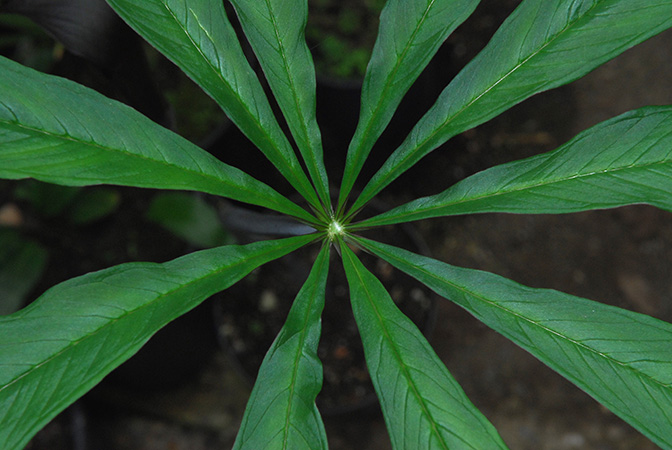 Arisaema sukotaiense