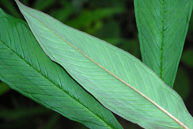 Arisaema sukotaiense