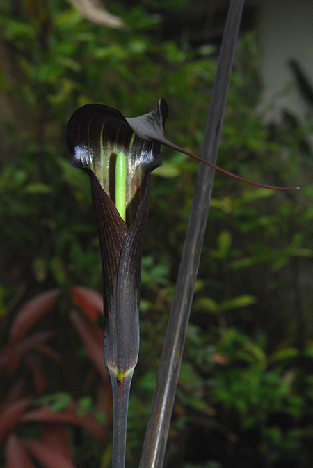 Arisaema sukotaiense