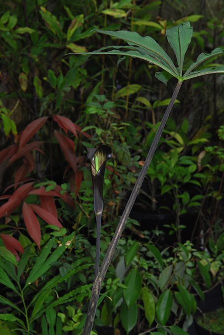 Arisaema sukotaiense