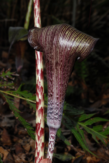 Arisaema taiwanense