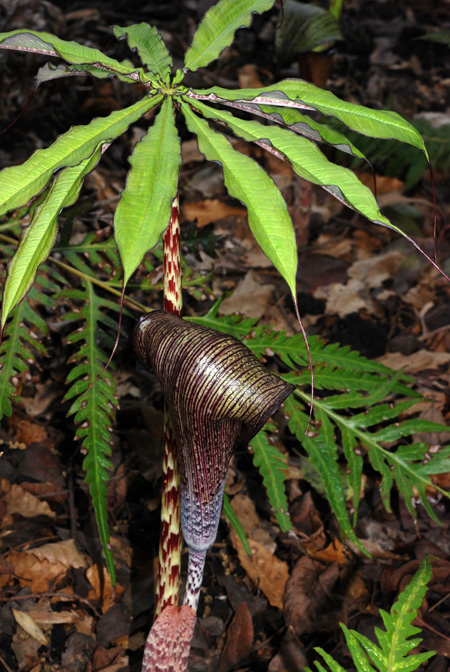 Arisaema taiwanense