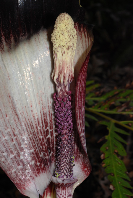 Arisaema taiwanense
