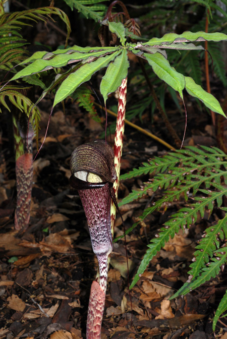 Arisaema taiwanense