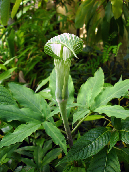 Arisaema tashiroi