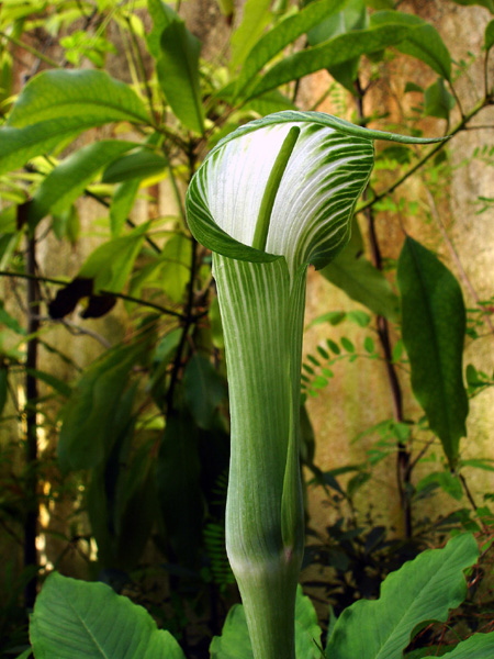 Arisaema tashiroi