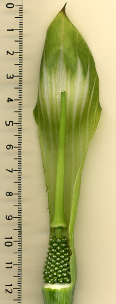 Arisaema tashiroi
