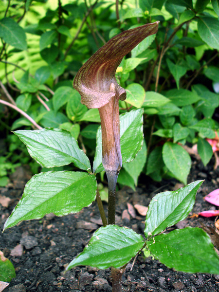 Arisaema ternatipartitum