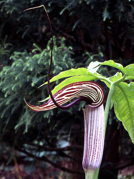 Arisaema thunbergii