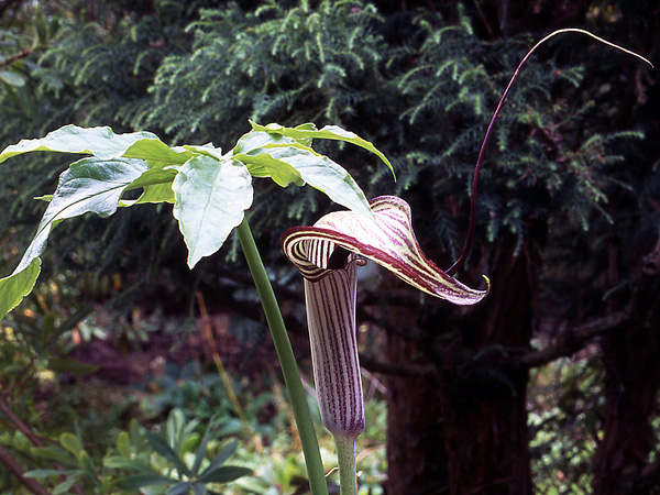 Arisaema thunbergii
