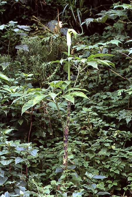 Arisaema tortuosum