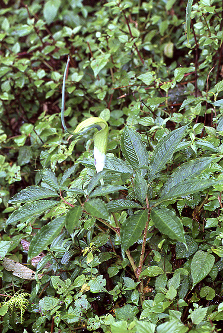 Arisaema tortuosum