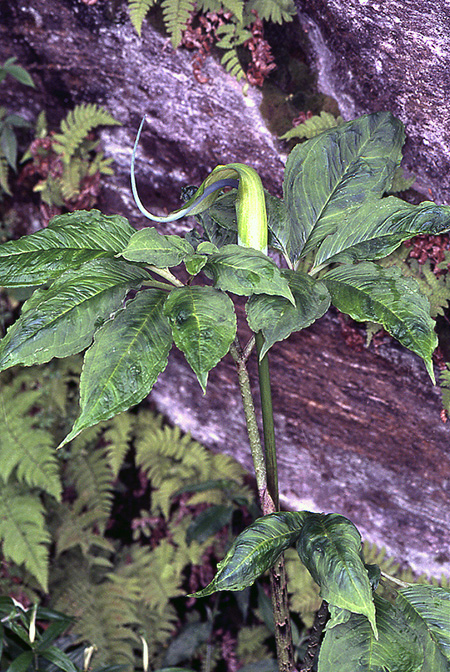 Arisaema tortuosum
