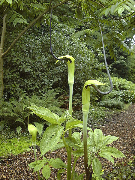 Arisaema tortuosum