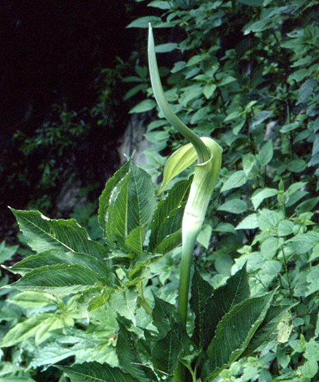 Arisaema tortuosum