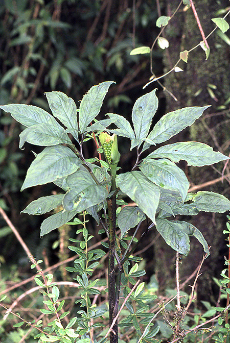 Arisaema tortuosum