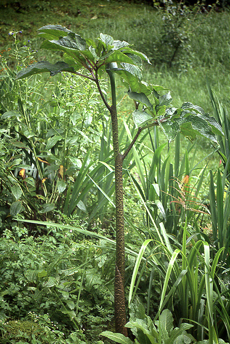Arisaema tortuosum