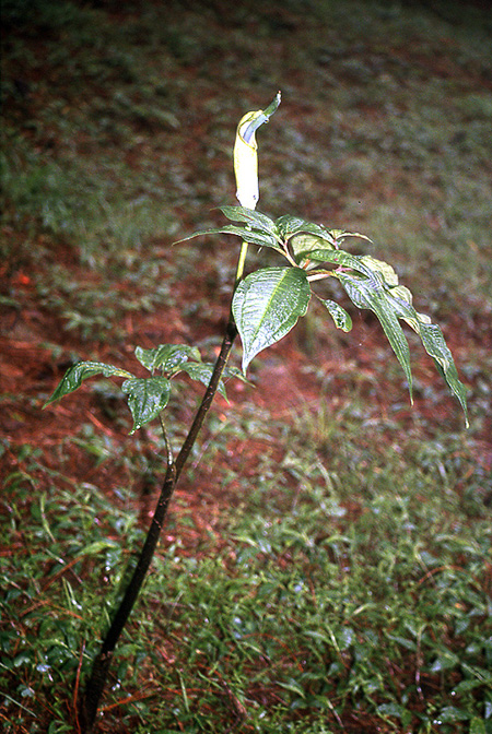 Arisaema tortuosum
