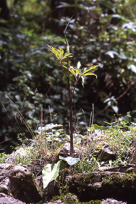 Arisaema tortuosum
