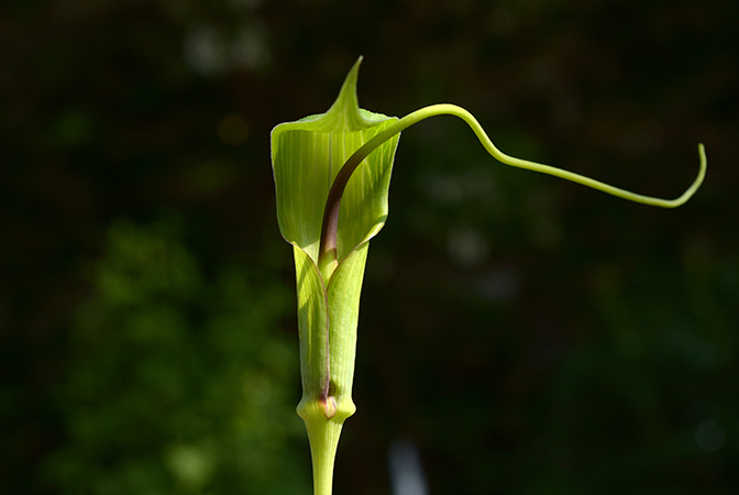 Arisaema tortuosum