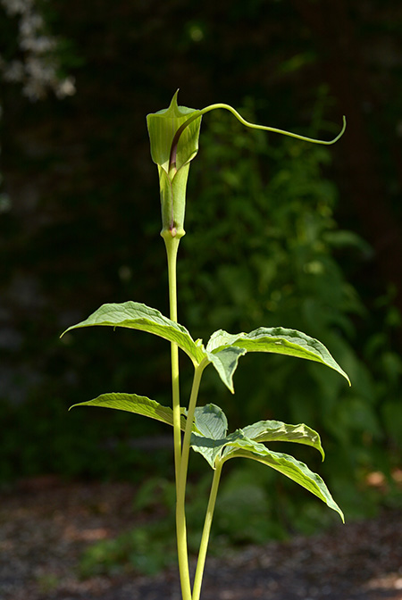 Arisaema tortuosum