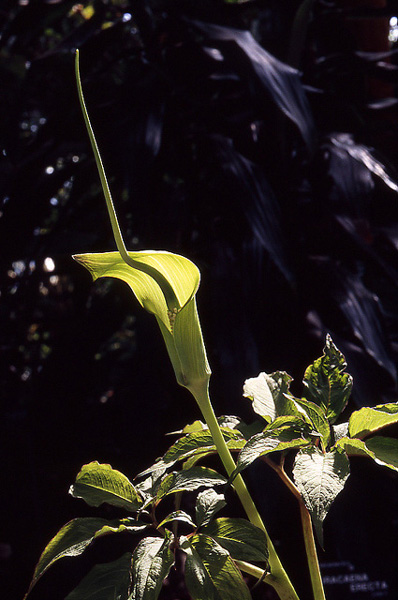 Arisaema tortuosum