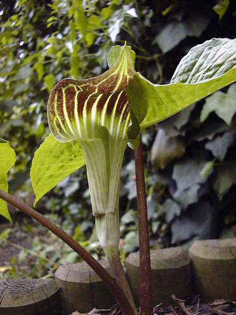 Arisaema triphyllum