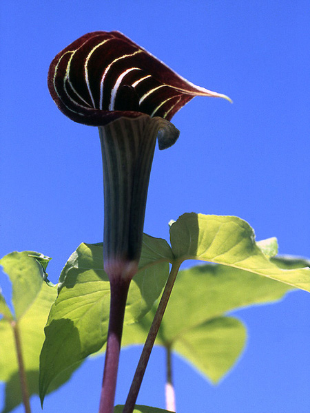 Arisaema triphyllum
