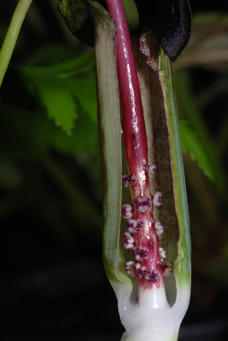 Arisaema umbrinum
