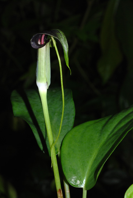 Arisaema umbrinum