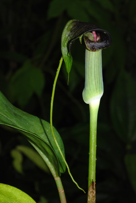 Arisaema umbrinum